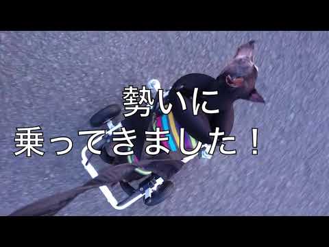 ミニチュアピンシャーのルナちゃんが犬用車椅子で歩く様子