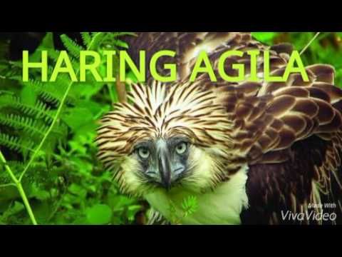 Haring Agila - Da Holy Weed