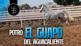 Chuy Lizárraga - El Vlog - Rancho El Aguacaliente -Potro El Guapo