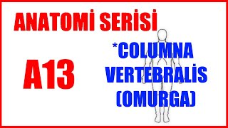 Columna Vertebralis A13 | Anatomi Serisi (Omurga)