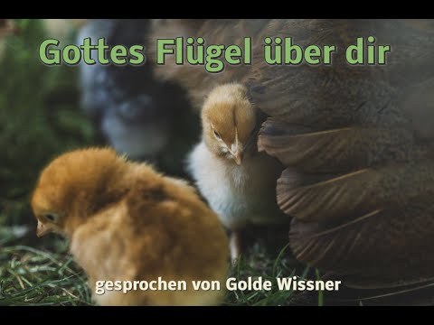 Lichtblicke - "Gottes Flügel über dir"