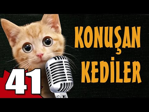Konuşan Kediler 41 - En Komik Kedi Videoları