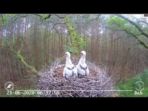 Jastrząb porywa jedno z piskląt bociana czarnego Dąb 2 21.06.2020 r