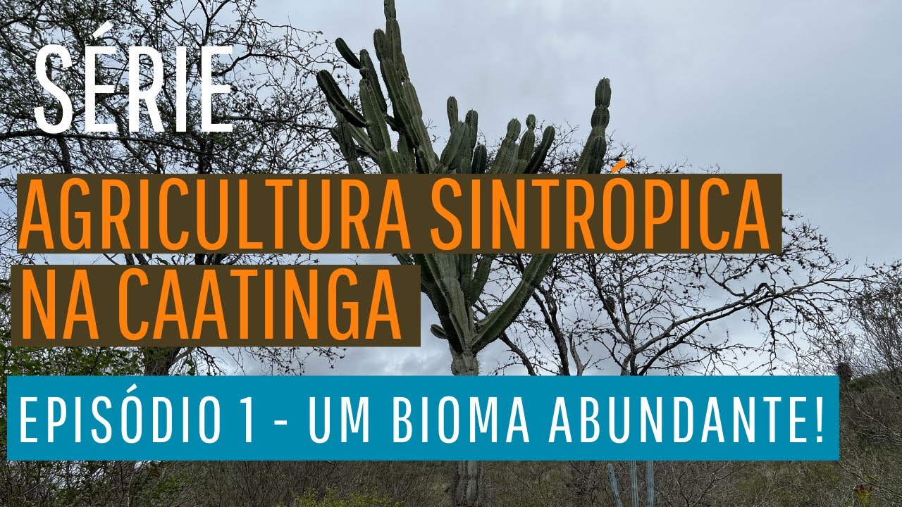 Série - Agricultura sintrópica na Caatinga. Episódio 1 - Um bioma abundante !
