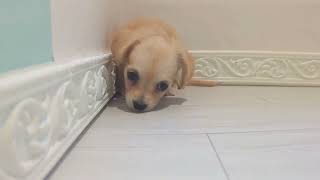 ハーフ犬の動画01