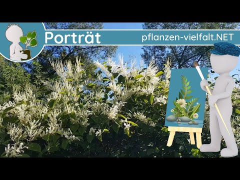 🖼️ Porträt 176 - Japanische Staudenknöterich (Fallopia japonica) - Pflanzen-Steckbrief (Essbar)