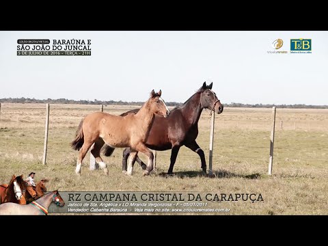 RZ CAMPANA CRISTAL DA CARAPUÇA - CABANHA BARAUNA - Produção Agência El Campo/Junho 2016