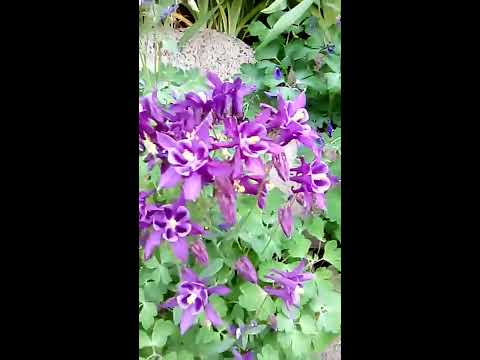 Horváth kert a Mecsekben | 1.rész | Horváth Jánosné Katy