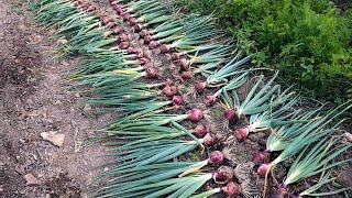 The Start of HUGE Garden Harvests! Self-Sufficient Gardening
