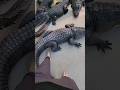 Why Are Crocodiles Not Attacking This Man Shortsvideo
