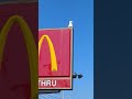 Seagull At McDonald S