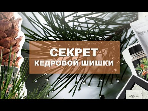 Натуральный напиток из Дальневостойчной кедровой шишки
