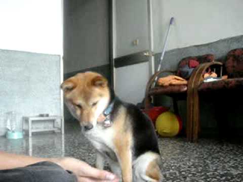 BOBO來個接殺出局(原發表者:bolen912)(影片)