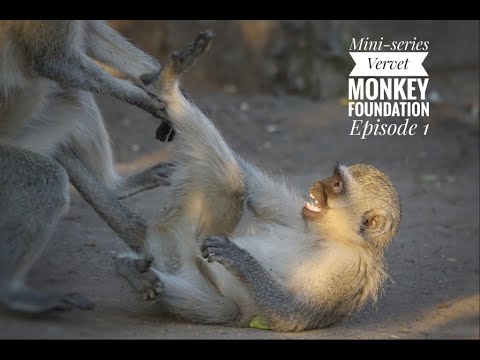 #25 - Mini-series Vervet Monkey Foundation - Episode 1/7 #aNotreTour