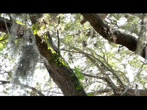 Outdoors with Wess. The  Osprey and the Snake