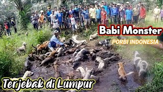Download lagu Sebesar Apapun Raja Babi Hutan Pasti Tumbang // Berburu Babi Hutan Tradisional di Sumatera Barat mp3