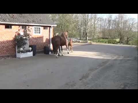 SOLD*** Hengstfohlen von Blue Hors Zackerey - Falsterbo