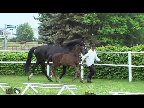 Hengstfohlen v. Jazz/Sir Donnerhall I