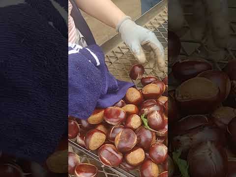 オーストラリア産栗 植物