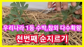 참외,수박 다수확왕 천번째 순지르기~참외,수박적심,재배방법,심는시기,순치기 솔림농원 텃밭주말농장,전원일기