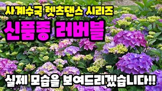 사계수국 렛츠댄스 시리즈 신품종 러버블의 실제 성목 모습을 보여드리겠습니다.!!!!!