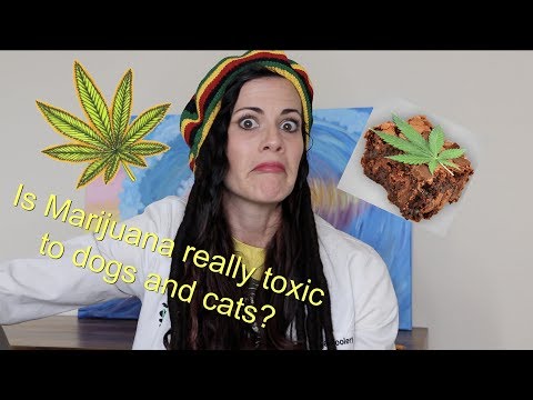 Is Marijuana REALLY toxic to dogs and cats?