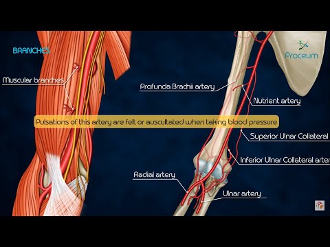 Anatomy of Brachial Artery - Origin , Course , Branches and Relations