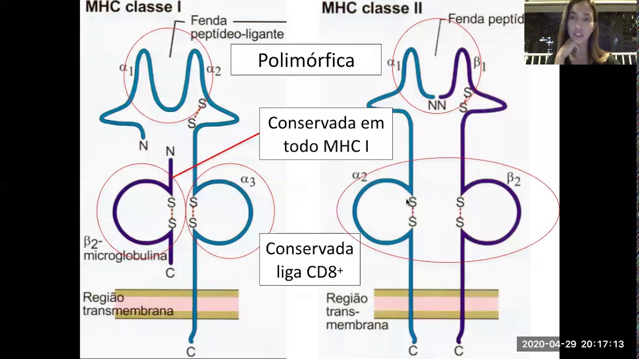 Processamento e Apresentação de antígeno (MHC)