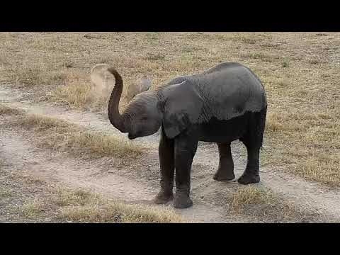 Djuma: Small group of Elephants enjoy a mud wallow - 16:52 - 07/02/21