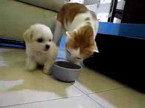 Perro vs. Gato