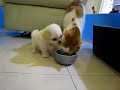 Perro vs. Gato