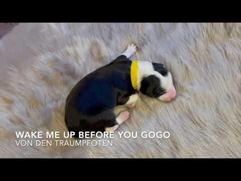 2021 05 08 Wake me up before you gogo von den Traumpfoten