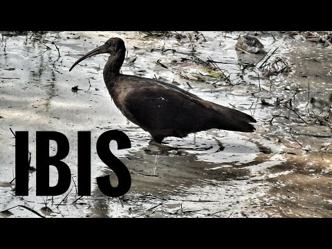 Ibis tmavý (Plegadis falcinellus) — Glossy Ibis videodokument