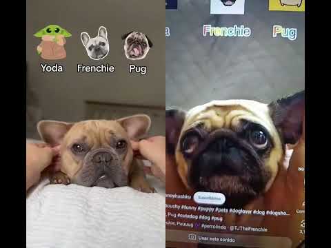 yoda frenchie puuuuuuug