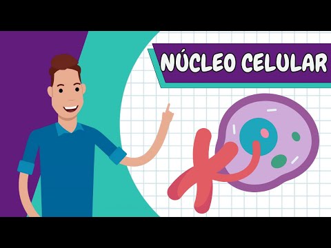 Summary - CELL NUCLEUS