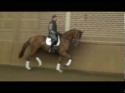 For sale:"First Lady" 3y. Westfalian Mare,v.First Selection - vm. Londonderry