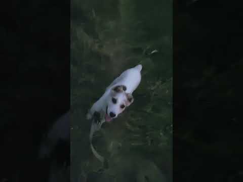 #sikandardogfitnes #new #dog #veados #mafiya #ranig Krane legya #fast balog #youtube #trending #pets