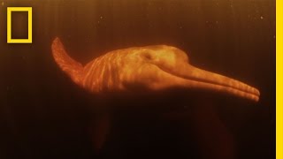 Pink River Dolphins | Untamed Americas