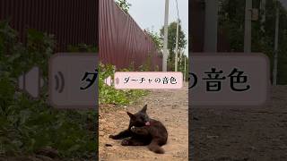 ダーチャの音色をお聞きください🎶