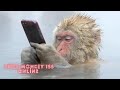 Funny Monkeys  Stealing Things - monkey funny moments !!! - Try-not-to-laugh challenge  -