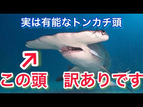 スフィルナ・レウィニ