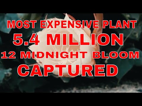 THE MOST EXPENSIVE RARE PLANT BLOOM ITS FLOWER CAPTUREd BY THE CAMERA