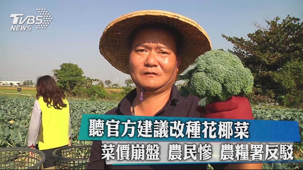 聽官方建議改種花椰菜!菜價崩、農民慘 農糧署反駁