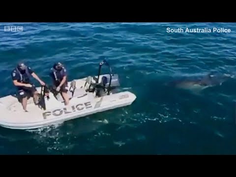 O momento em que policiais descobrem que estão sendo perseguidos por um tubarão