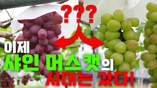 샤인머스캣보다 맛있는 포도?!ㅣ바이올렛 킹과 쥬얼머스캣 소개ㅣ바이올렛 킹, 쥬얼머스캣