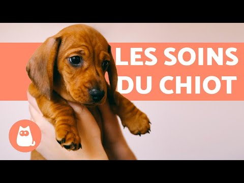 How to take care of a puppy? 🐶 COMPLETE GUIDE!