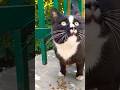 Hungry Cute Tuxedo Cat ‍ Short Shorts