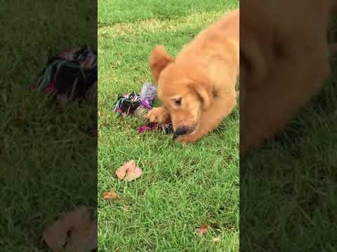 Male golden retriever ready