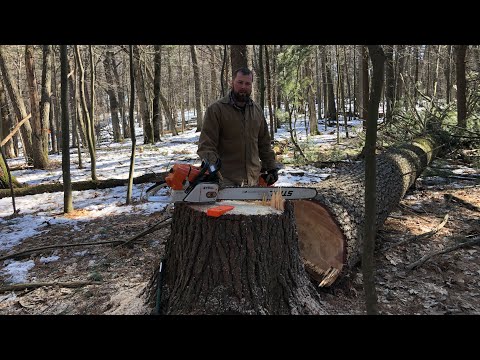 #116 Felling 107 Foot White Pine Start of Cordwood House Build
