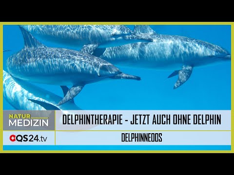A unique experience: The dolphin therapy - Now also without dolphin | Naturmedizin | QS24